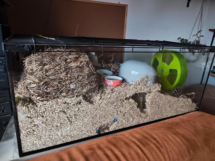 Hamster terrarium/kooi 100x40x40 + playpen 140x70, Dieren en Toebehoren, Knaagdieren en Konijnen | Hokken en Kooien, Zo goed als nieuw