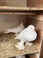 Hollandse kroppers, 15€ per koppel, Dieren en Toebehoren, Vogels | Duiven