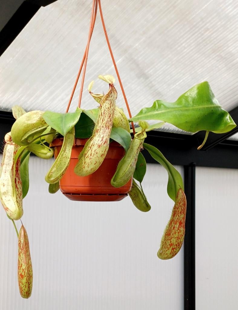 Nepethes mojito variegated cups BE, Huis en Inrichting, Kamerplanten, Minder dan 100 cm, Halfschaduw, Ophalen of Verzenden