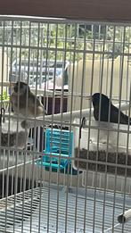 POP distelvink zwart en Damascus 2025, Dieren en Toebehoren, Vogels | Overige Vogels, Vrouwelijk