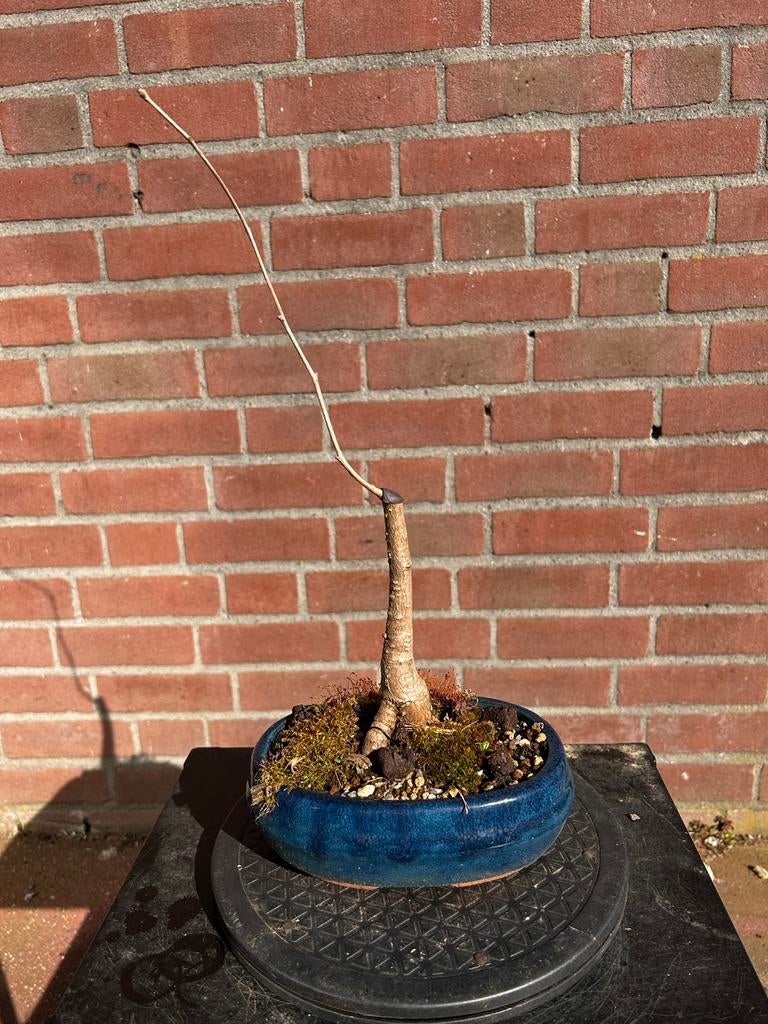 Ginkgo Biloba Bonsai, Bloeit niet, Overige soorten, Minder dan 100 cm, Ophalen