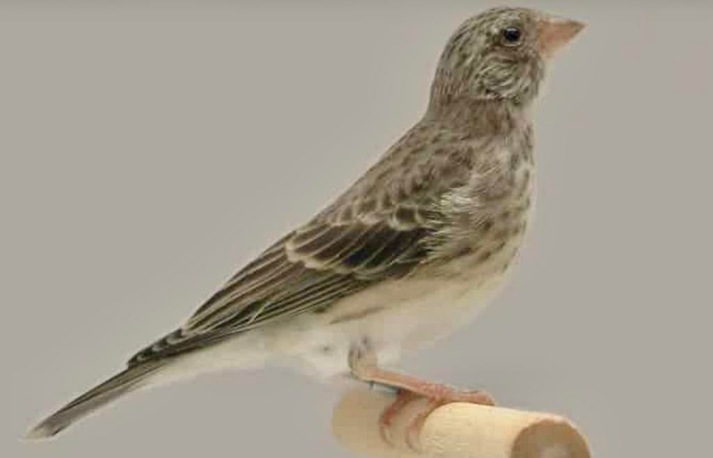 GEZOCHT : Witstuit Edelzanger Pop, Dieren en Toebehoren, Vogels | Overige Vogels, Vrouwelijk