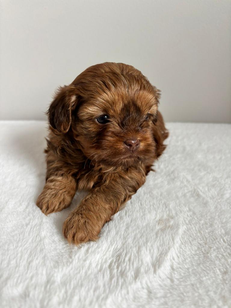Choco Shihpoo pup shi tzu x  toypoedel, 8 tot 15 weken, Parvo, Meerdere, Meerdere dieren