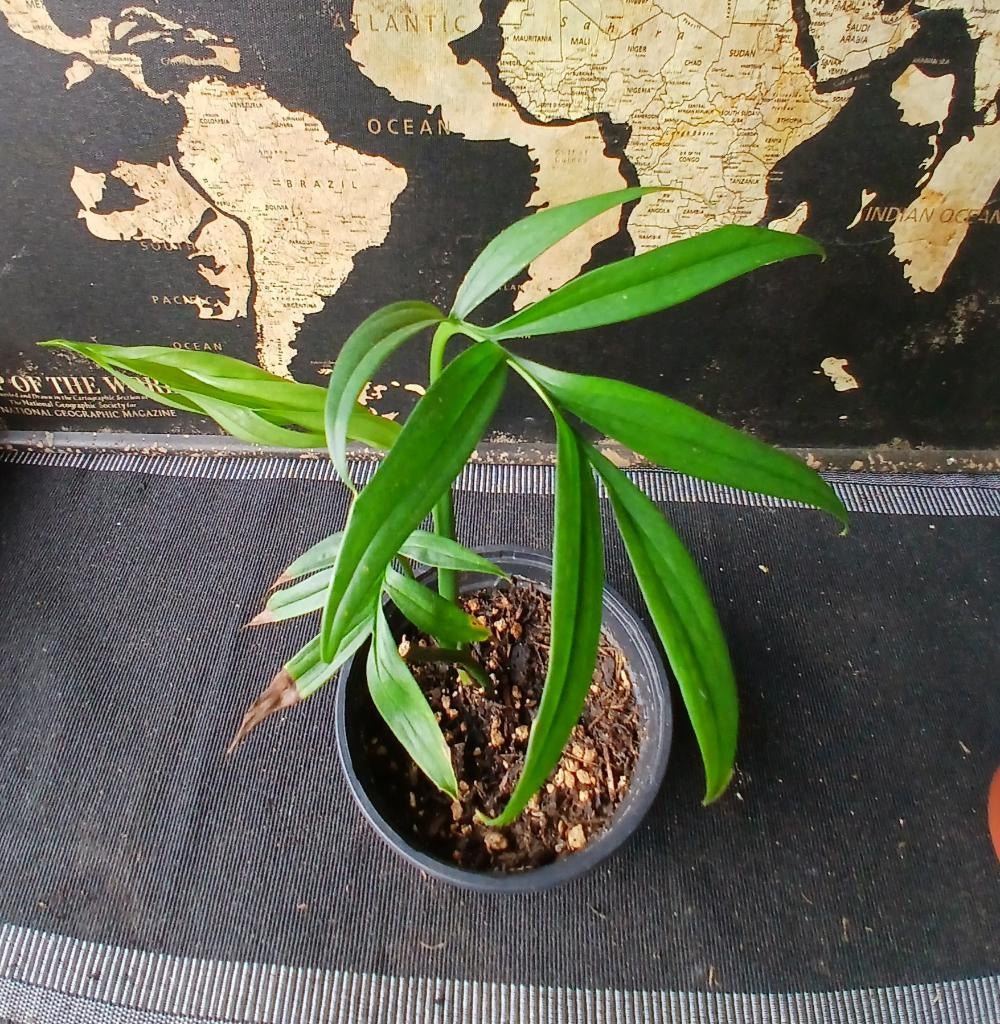 Monstera Stekje!, Overige soorten, Minder dan 100 cm, Groene kamerplant, Halfschaduw