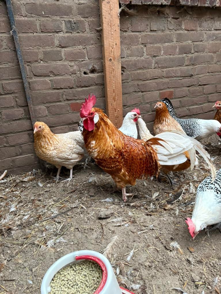 Haan te koop, Dieren en Toebehoren, Pluimvee, Mannelijk, Kip