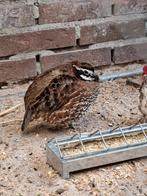 Virginische boomkwartels bewezen broedkoppel, Meerdere dieren, Geringd