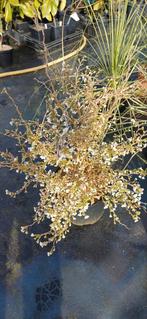 Prunus kojou no mai, Ophalen, Overige soorten, Halfschaduw