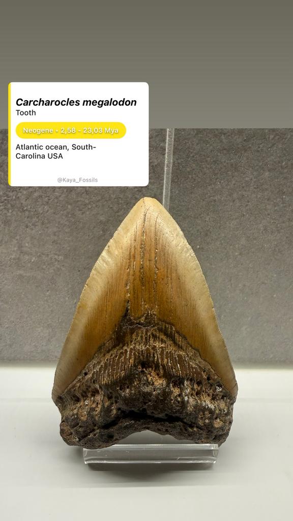 Carcharocles Megalodon tand - 13cm USA, Verzamelen, Mineralen en Fossielen, Fossiel, Ophalen of Verzenden