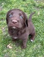 5 unieke Labradoodle pups bruin met witte aftekeningen, Parvo, Overige rassen, 8 tot 15 weken, Meerdere