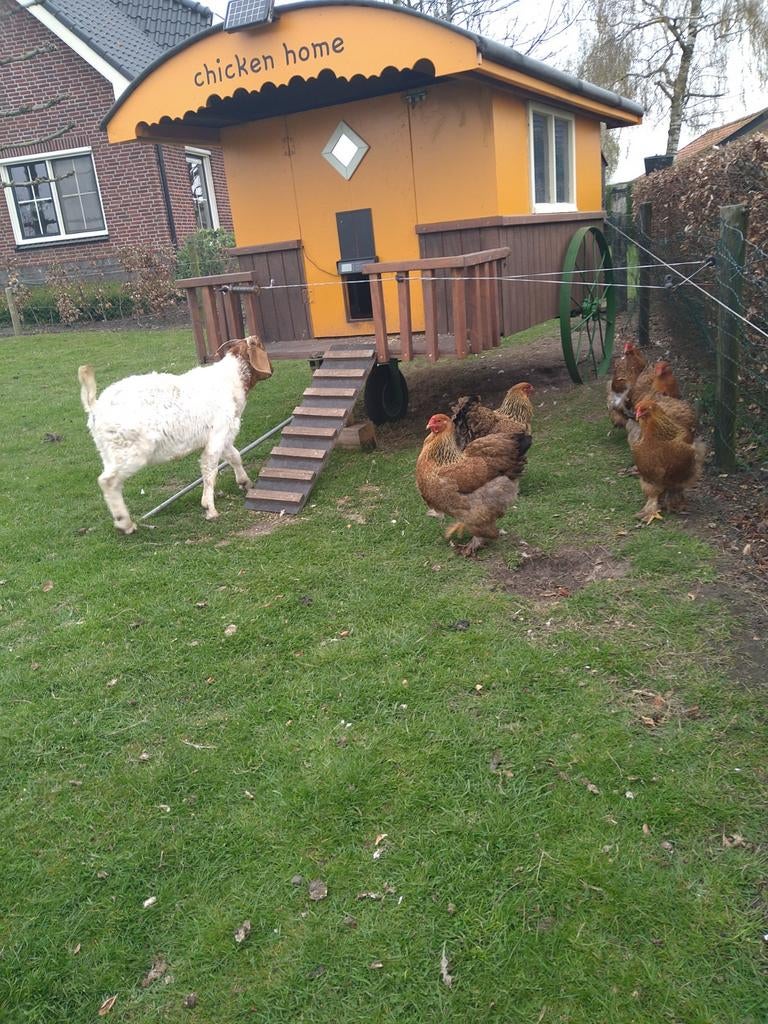 Broedeieren  Brahma meer zoomig patrijs., Dieren en Toebehoren, Pluimvee, Geslacht onbekend, Kip