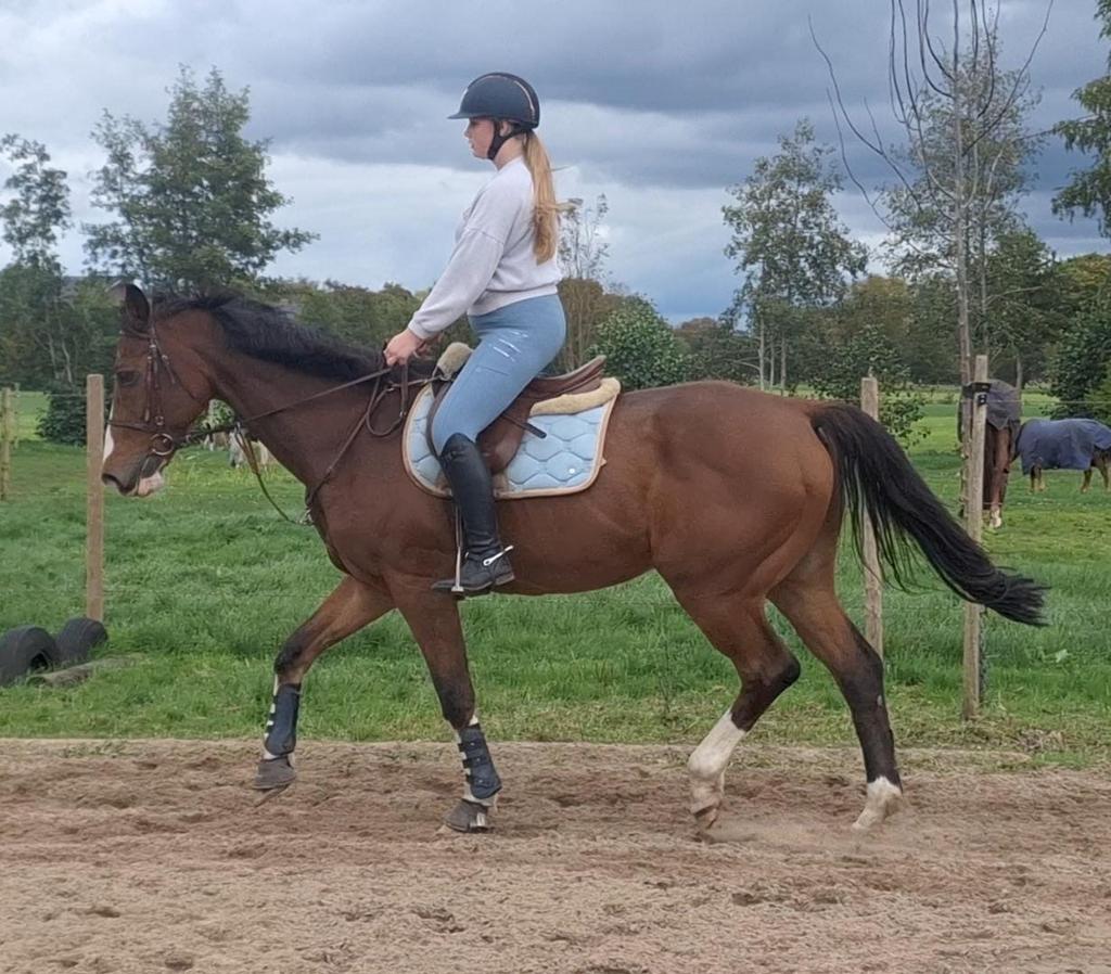 Te Koop braaf springpaard, Ruin, 165 tot 170 cm, Springpaard, 11 jaar of ouder