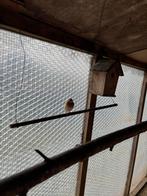 Goldamadine, Dieren en Toebehoren, Vrouwelijk