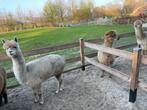 Dragende alpaca’s, November, Vrouwelijk