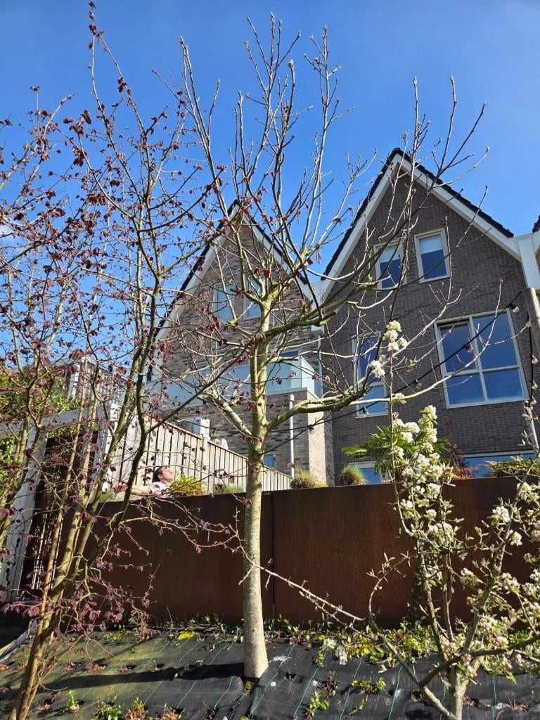 Walnotenboom +/- 5 meter, Tuin en Terras, Planten | Bomen, Ophalen, Volle zon, Overige soorten, 400 cm of meer