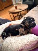 Exclusief nest – Duitse Herder pups met stamboom, Parvo, 8 tot 15 weken, Meerdere, Meerdere dieren