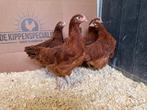 Jonge tamme Sussex rood kippen gesekst & ingeënt, Vrouwelijk, Kip