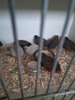 chinese dwergkwartel  hanen, Dieren en Toebehoren, Pluimvee, Mannelijk, Overige soorten