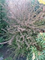 Japanse Berberis, Ophalen, Overige soorten, Halfschaduw