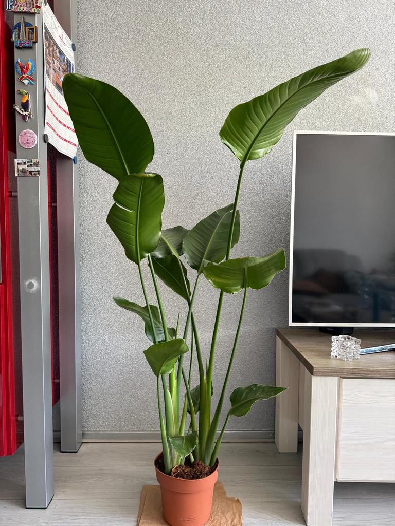 Strelitzia Nicolai, Huis en Inrichting, Kamerplanten, Ophalen, Halfschaduw, 150 tot 200 cm