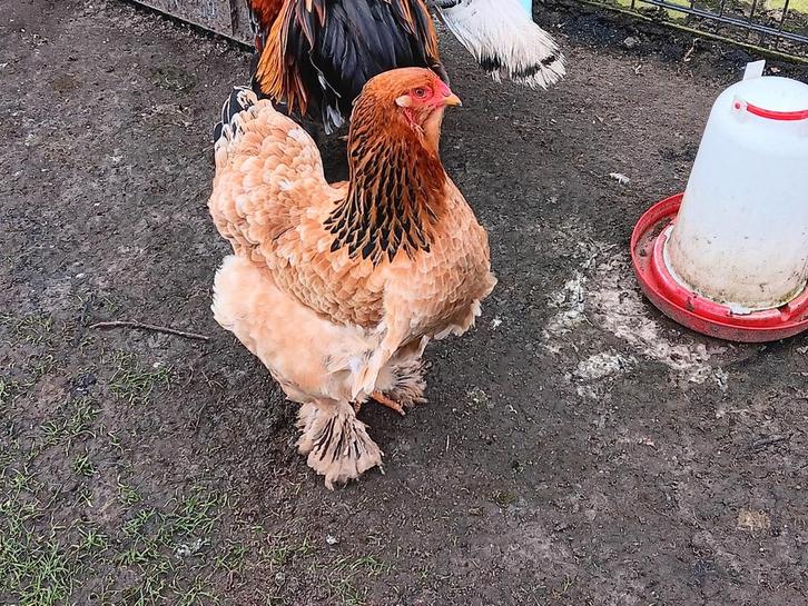 Broedeieren brahma groot kippen!, Dieren en Toebehoren, Pluimvee, Kip, Geslacht onbekend