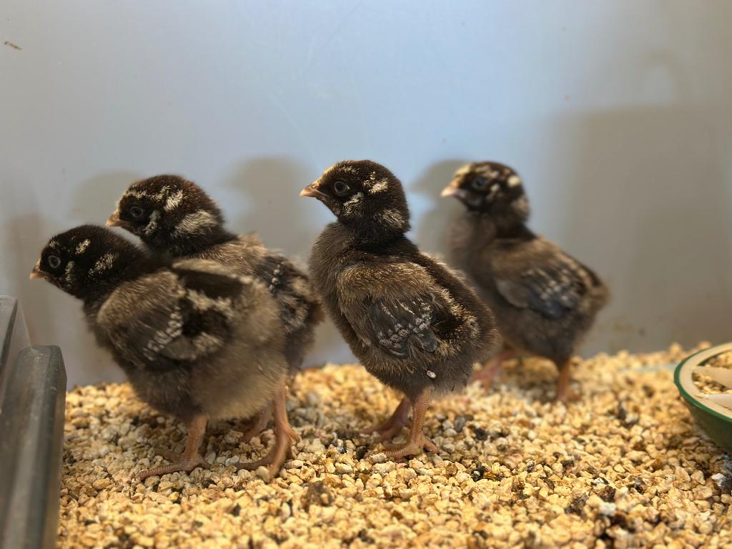 Jonge tamme Wyandotte kuikens gesekst & ingeënt, Dieren en Toebehoren, Vrouwelijk, Kip