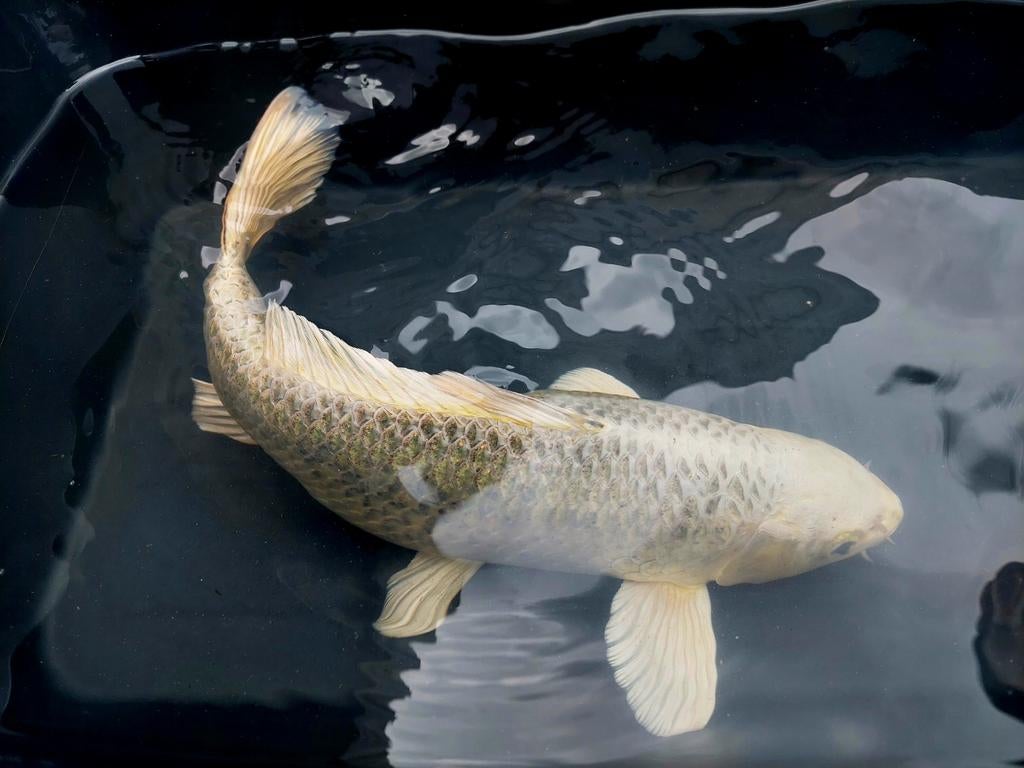 Te koop: Hikari Koi – 40 cm🫧, Ophalen of Verzenden