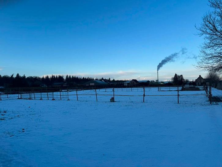 Weide gang, Dieren en Toebehoren, Stalling en Weidegang, Opfok, Stalling, Weidegang, 2 of 3 paarden of pony's