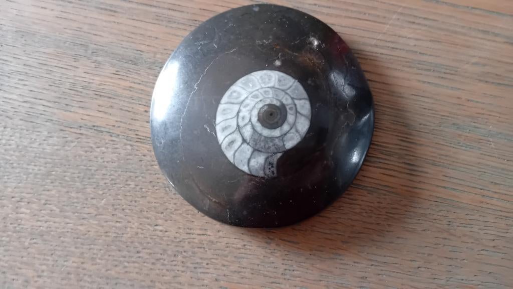 Gepolijste Fossiel, Ophalen of Verzenden, Fossiel