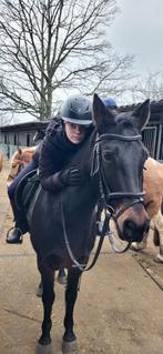 Verzorgpony/paard GEZOCHT, Dieren en Toebehoren, Ophalen of Verzenden
