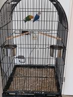 Te koop, Geslacht onbekend, Dwergpapegaai of Agapornis, Geringd