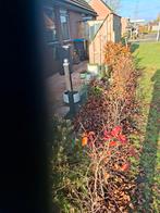 Rode beukhaag, Tuin en Terras, Ophalen of Verzenden, Overige soorten, Volle zon