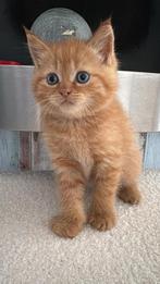 Perzische kittens, Dieren en Toebehoren, Katten en Kittens | Raskatten | Langhaar