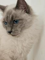 Ragdoll (zuiver) aan te tonen door S T A M B O O M ., Dieren en Toebehoren, Katten en Kittens | Dekkaters, 0 tot 2 jaar