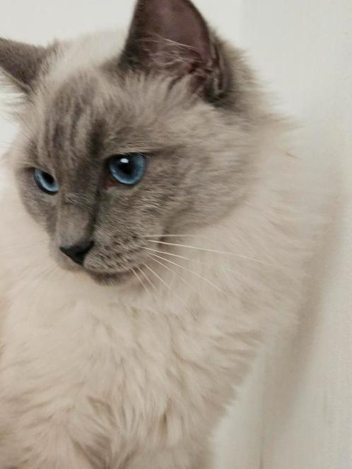 Ragdoll (zuiver) aan te tonen door S T A M B O O M ., Dieren en Toebehoren, Katten en Kittens | Dekkaters, 0 tot 2 jaar