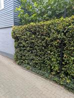 Beukenhaag - Gratis Af te Halen, Ophalen, Beukenhaag, Haag, 100 tot 250 cm