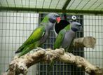 Te Koop Broedkoppel Derbyan Parkieten, Dieren en Toebehoren, Vogels | Parkieten en Papegaaien, Meerdere dieren, Parkiet, Geringd
