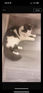 Liefste kater, Dieren en Toebehoren, Katten en Kittens | Overige Katten