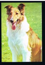 Lassie ??   Schotse Collie, Overige thema's, Ongelopen, Verzenden, 1980 tot heden