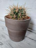 Rode bolcactus, Tuin en Terras, Bloempotten, Ophalen, Rond, Zo goed als nieuw, Minder dan 25 cm