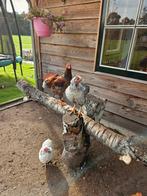 Wyandotte krielen, Dieren en Toebehoren, Pluimvee, Meerdere dieren, Kip