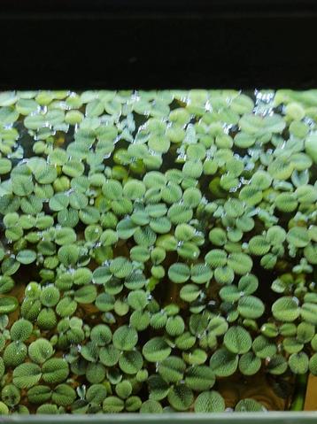 Drijfplanten  beschikbaar voor biedingen