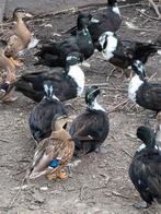 Kwakers, Dieren en Toebehoren