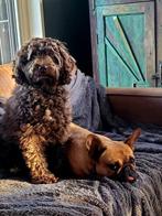 Verwacht: Mini Labradoodle Pups rond 20 augustus., Rabiës (hondsdolheid), Overige rassen, 8 tot 15 weken, Meerdere