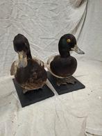 Twee opgezette eenden, Ophalen of Verzenden