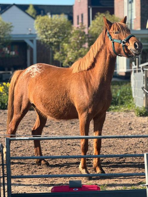 Unieke aploosa merrie te koop!, Dieren en Toebehoren, Paarden, Merrie, 3 tot 6 jaar
