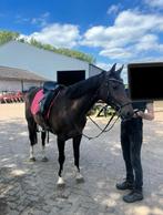 Lieve kwpn merrie, Dieren en Toebehoren, Merrie, Minder dan 160 cm, Recreatiepaard, 11 jaar of ouder