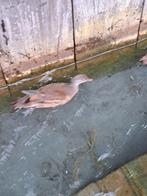 2 jonge mannen mandarijneenden, Dieren en Toebehoren, Pluimvee, Mannelijk, Eend