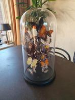 Taxidermie Glazen Stolp met 20 Vlinders, Verzamelen, Dierenverzamelingen, Ophalen, Nieuw, Insect, Opgezet dier