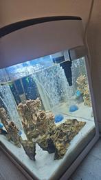 vissenaquarium, Dieren en Toebehoren, Vissen | Aquaria en Toebehoren, Ophalen