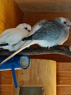 Diamantduiven, Dieren en Toebehoren, Vogels | Overige Vogels, Meerdere dieren